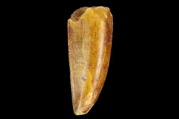 Serrated, Raptor Tooth - Real Dinosaur Tooth #124276